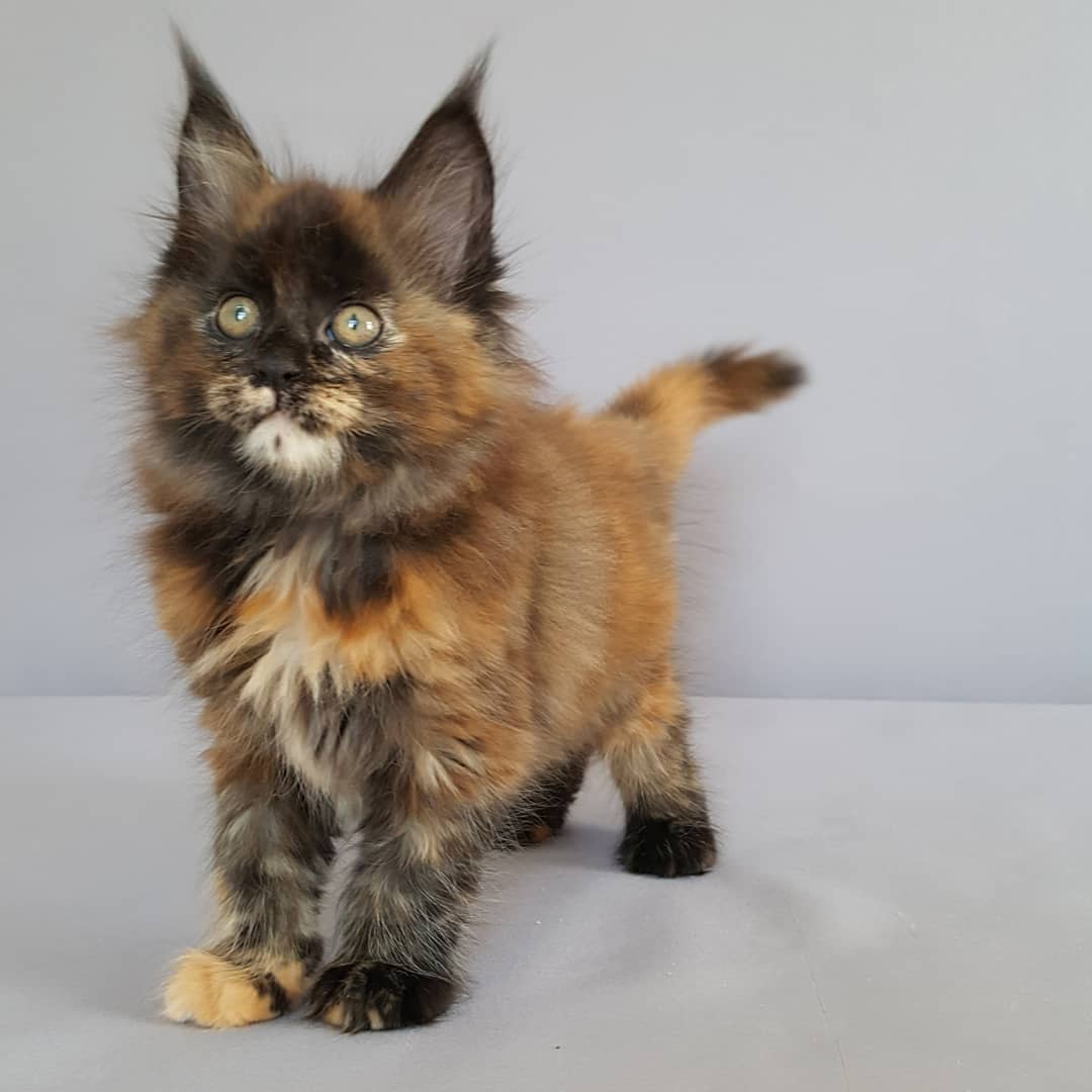 Black Solid Tortie Maine Coon Kittens for sale
