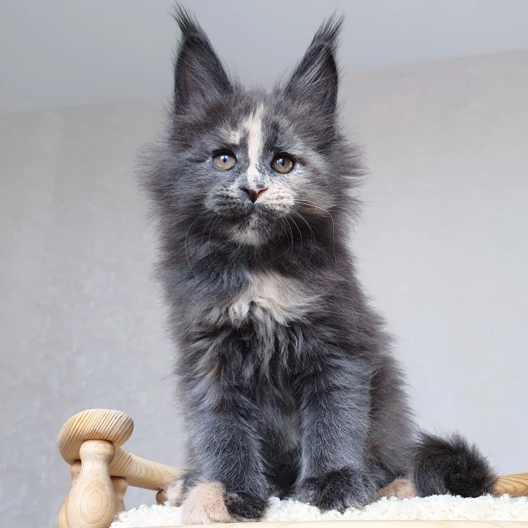 blue maine coon kitten for sale