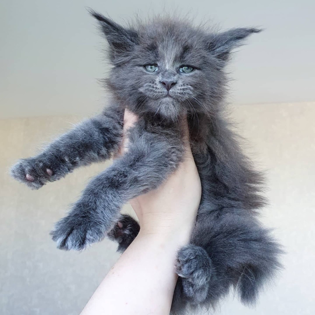 Maine Coon Kitten For Sale Under $1000