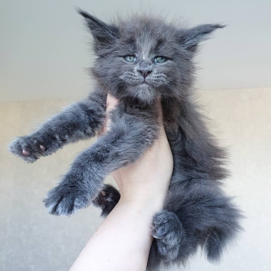 blue maine coon cat