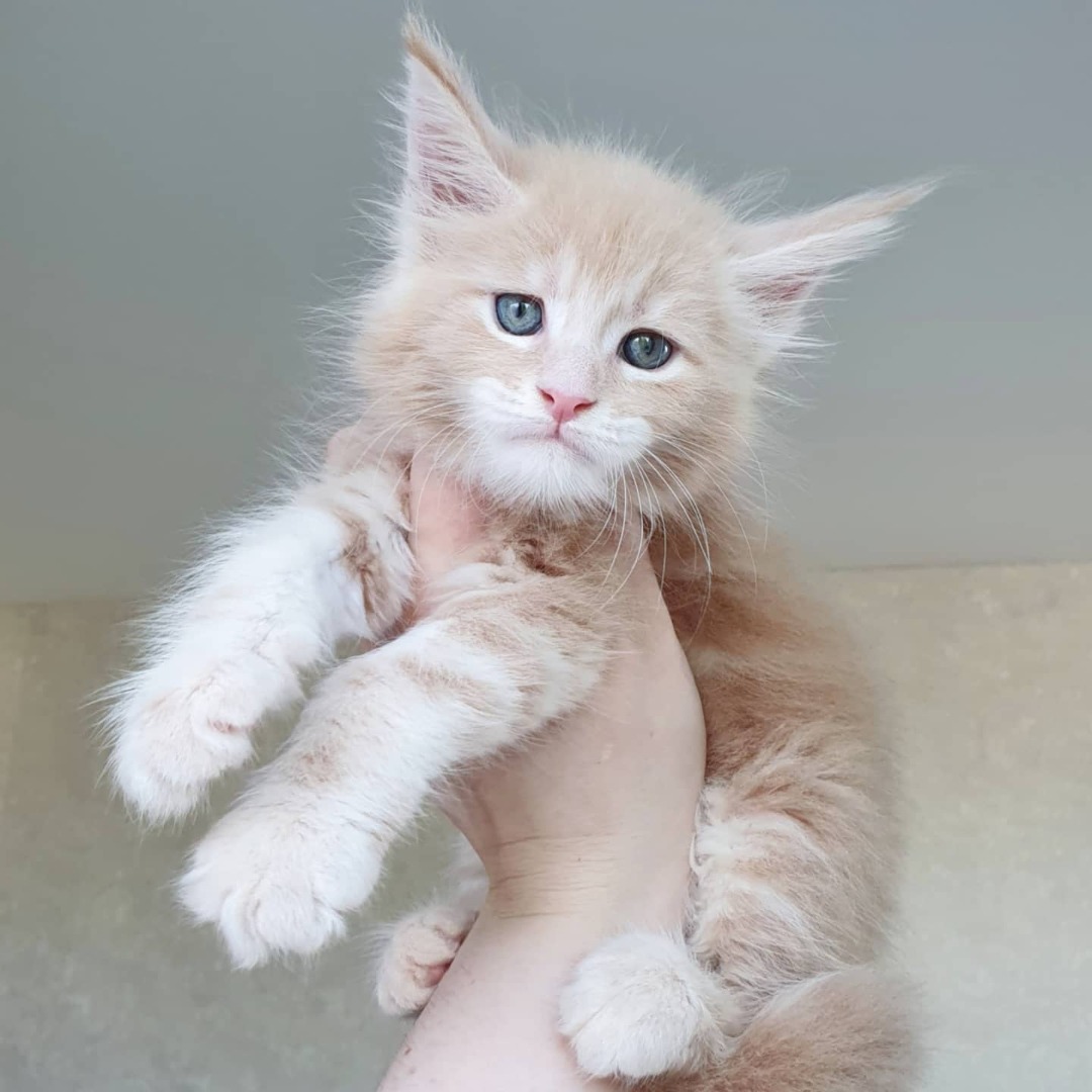 White Maine Coon Cat For Sale