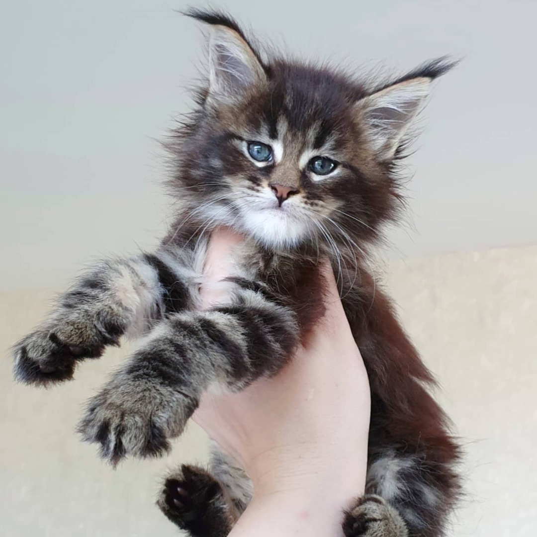 silver maine coon