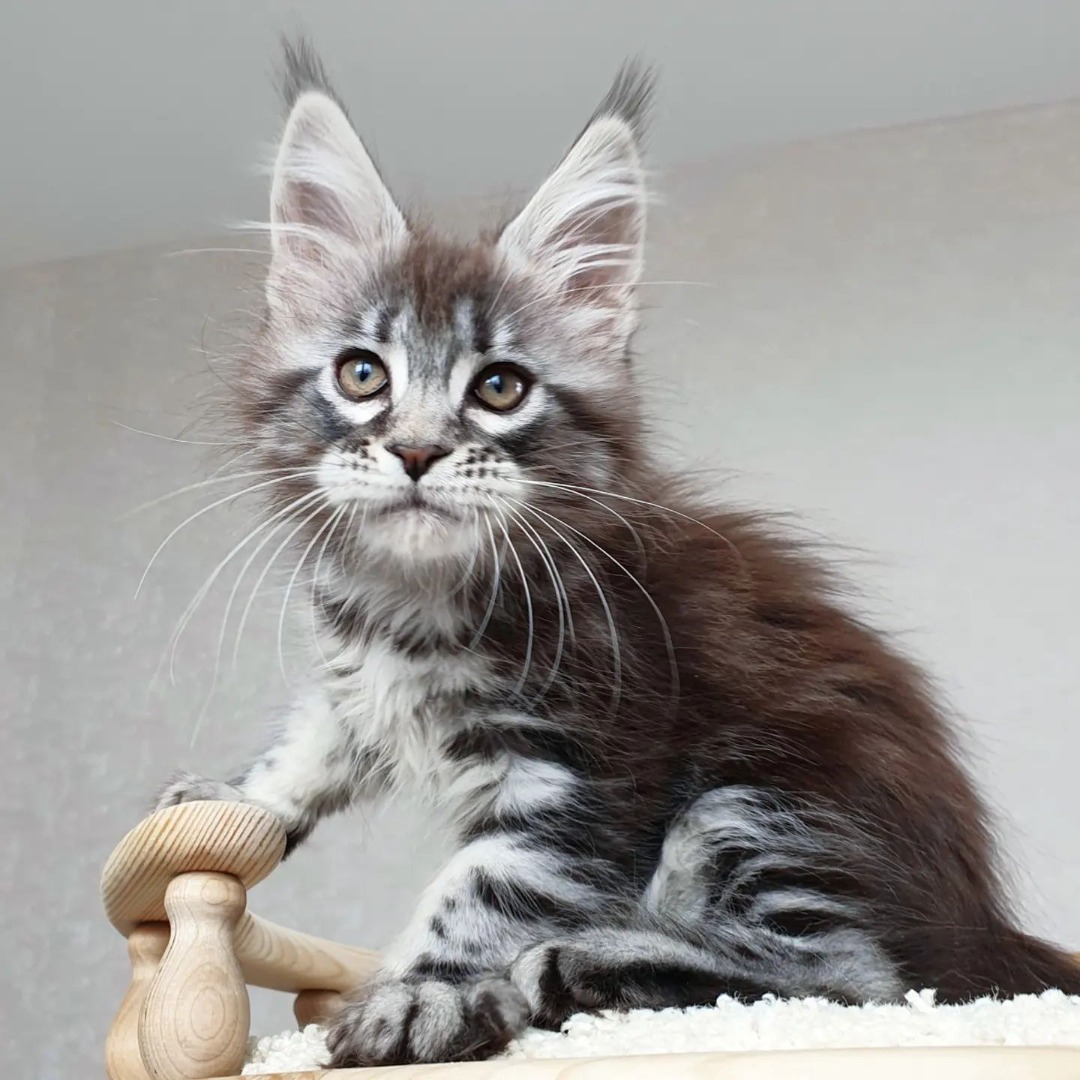 Silver Maine Coon Kitten