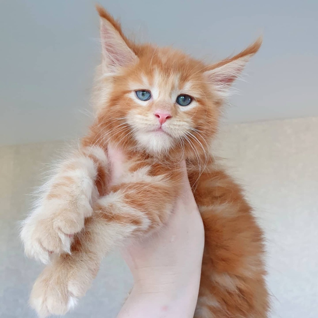 Orange Maine Coon Kitten for sale