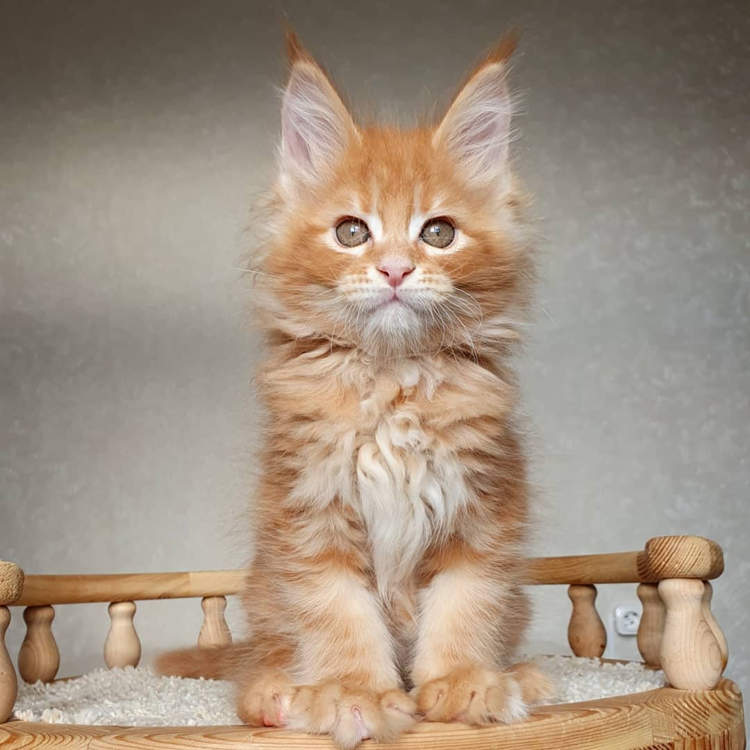 Giant Maine Coon Kitten for sale