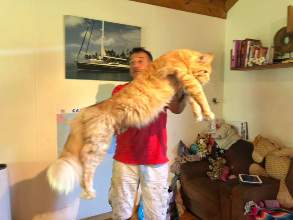 how much are Maine Coon cats