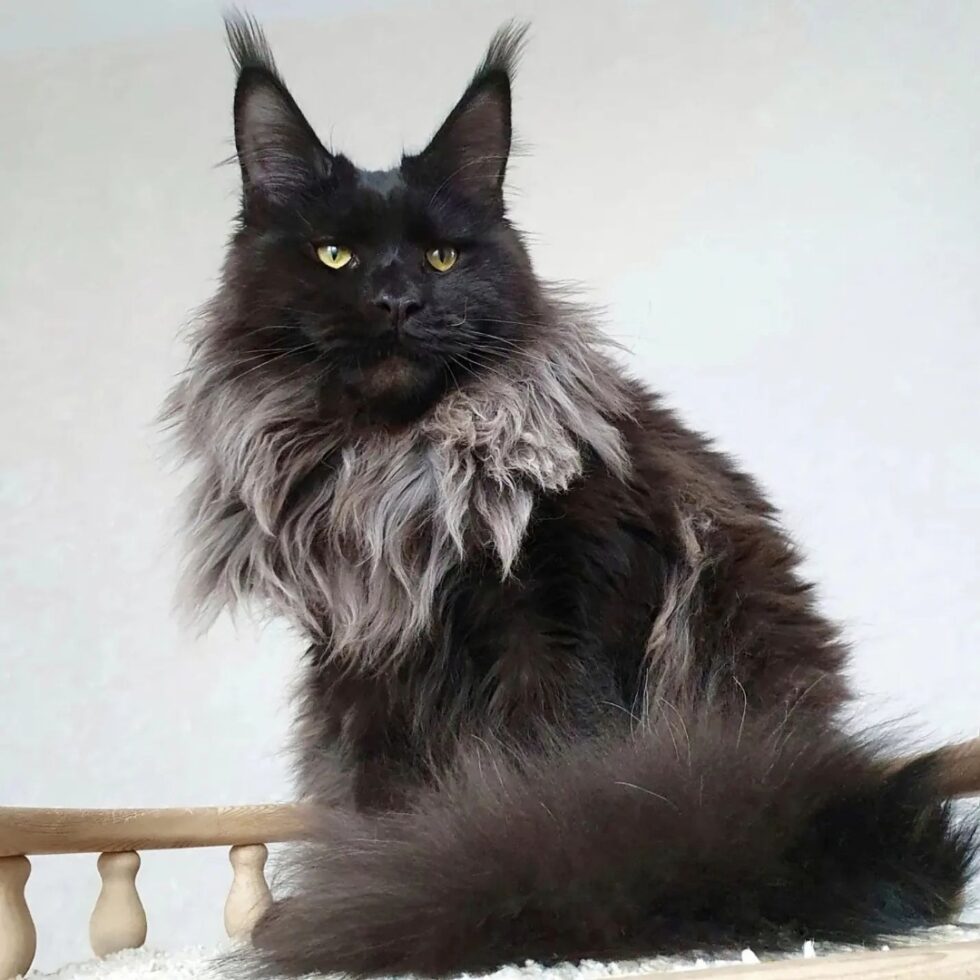 Black Smoke Maine Coon Kitten For Sale | Maine Coons Kittens