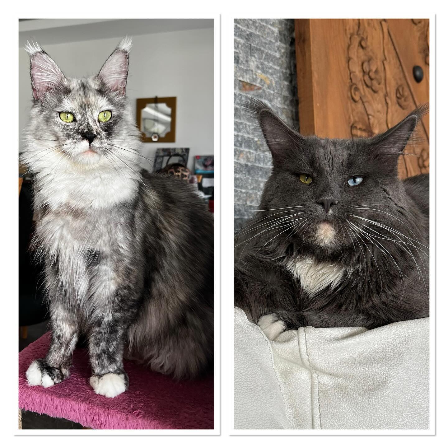 maine coon parents