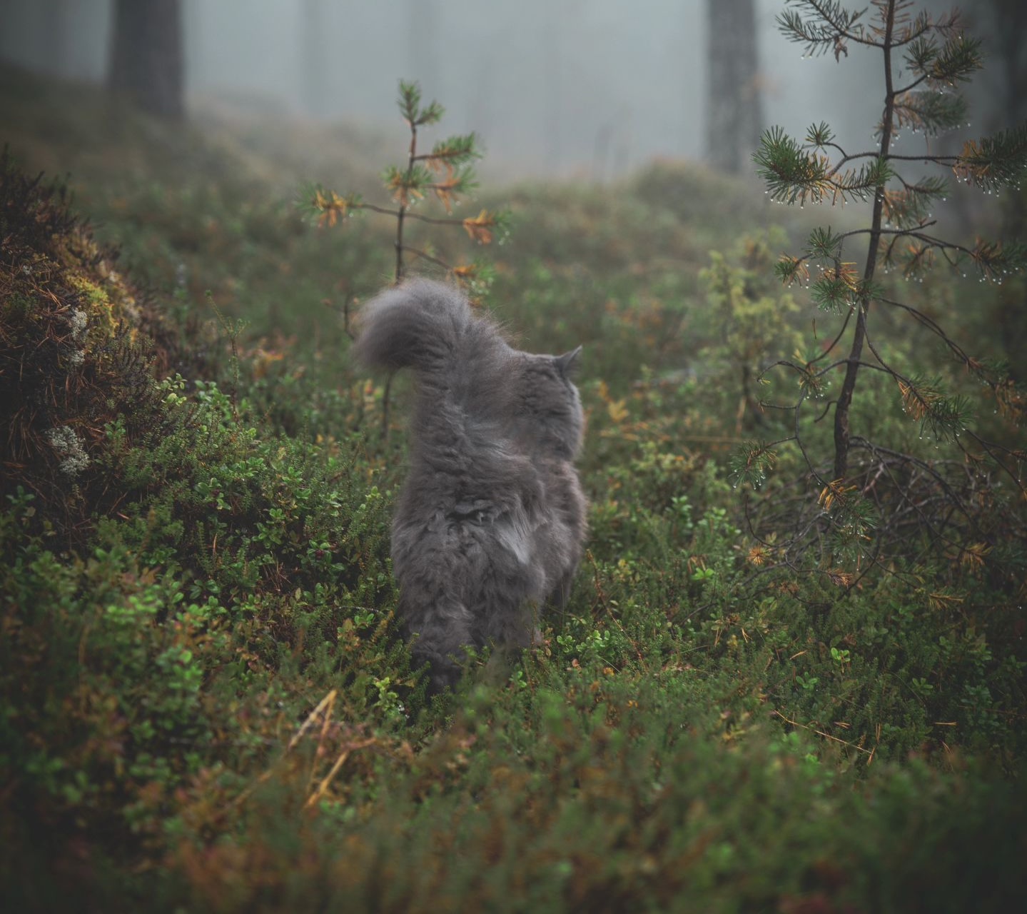 Blue maine coons for sale