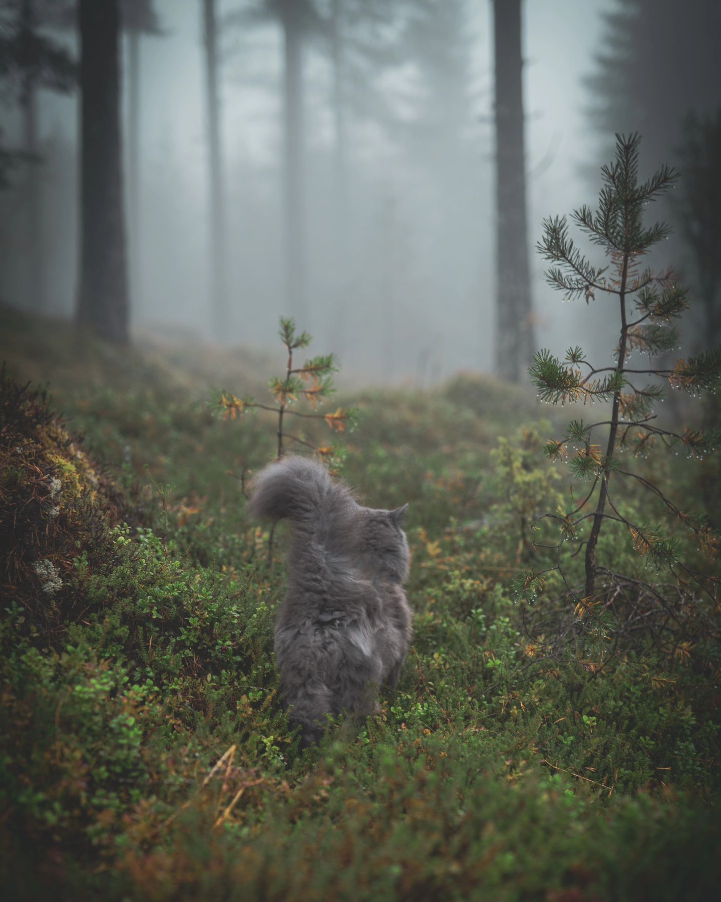 Blue maine coons for sale