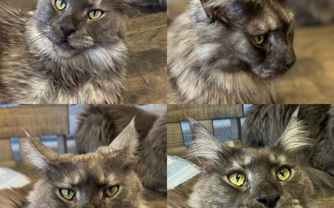 Russian Maine Coons Specializes in European Maine Coons