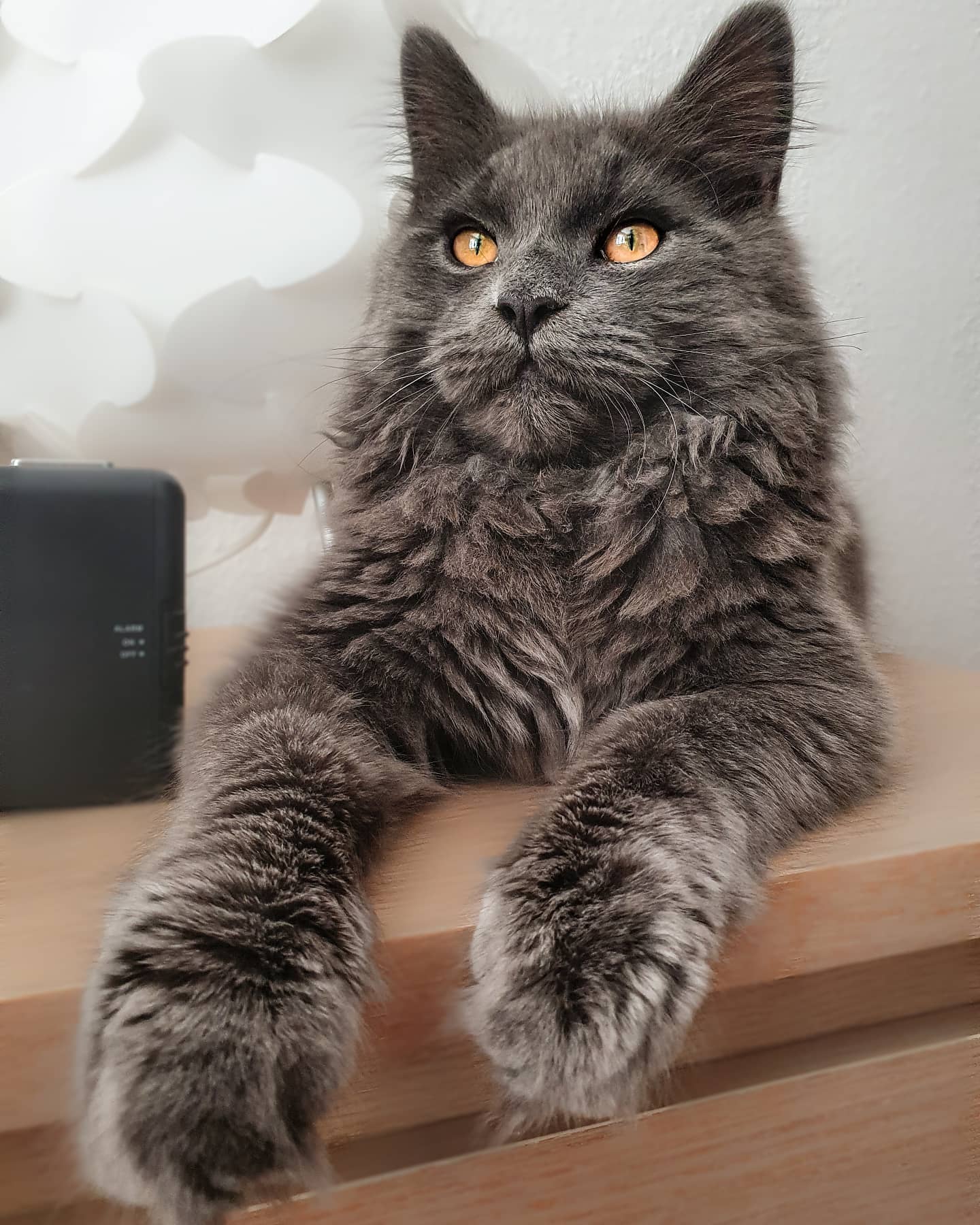 blue maine coon cat for sale