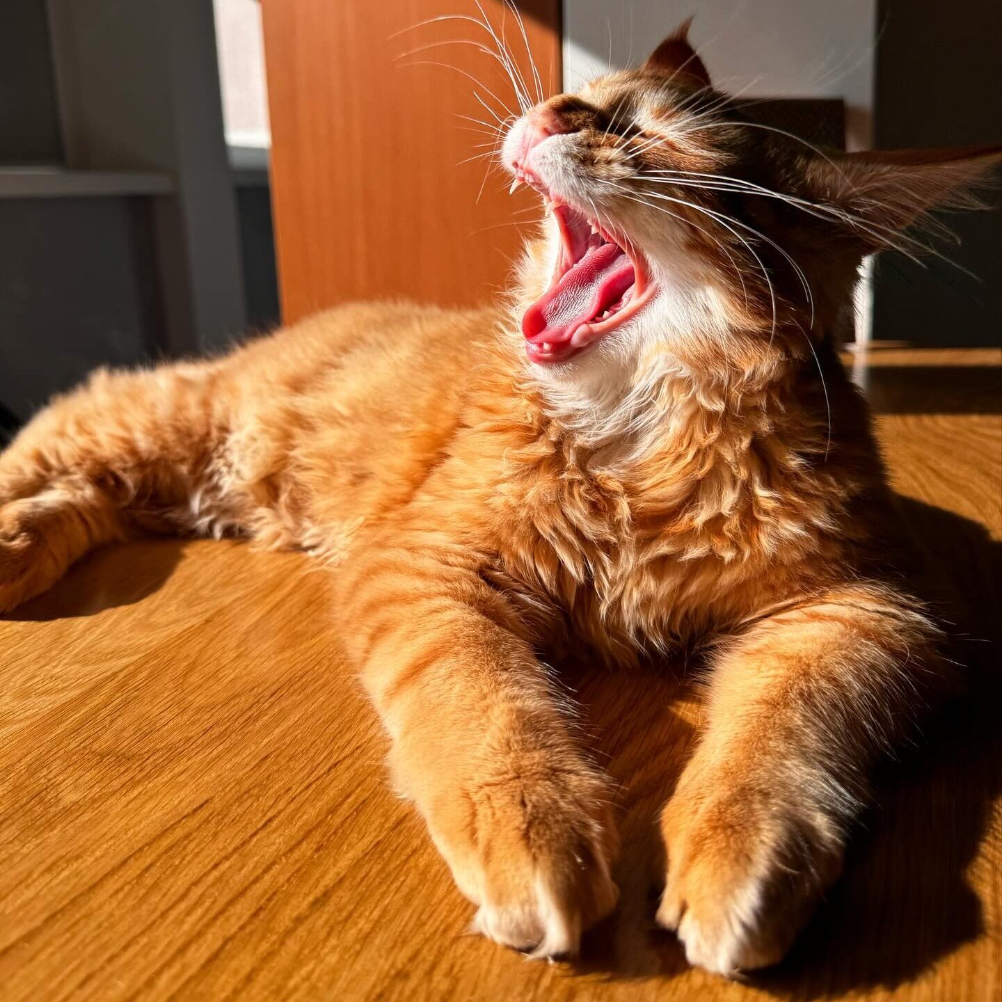 european maine coons