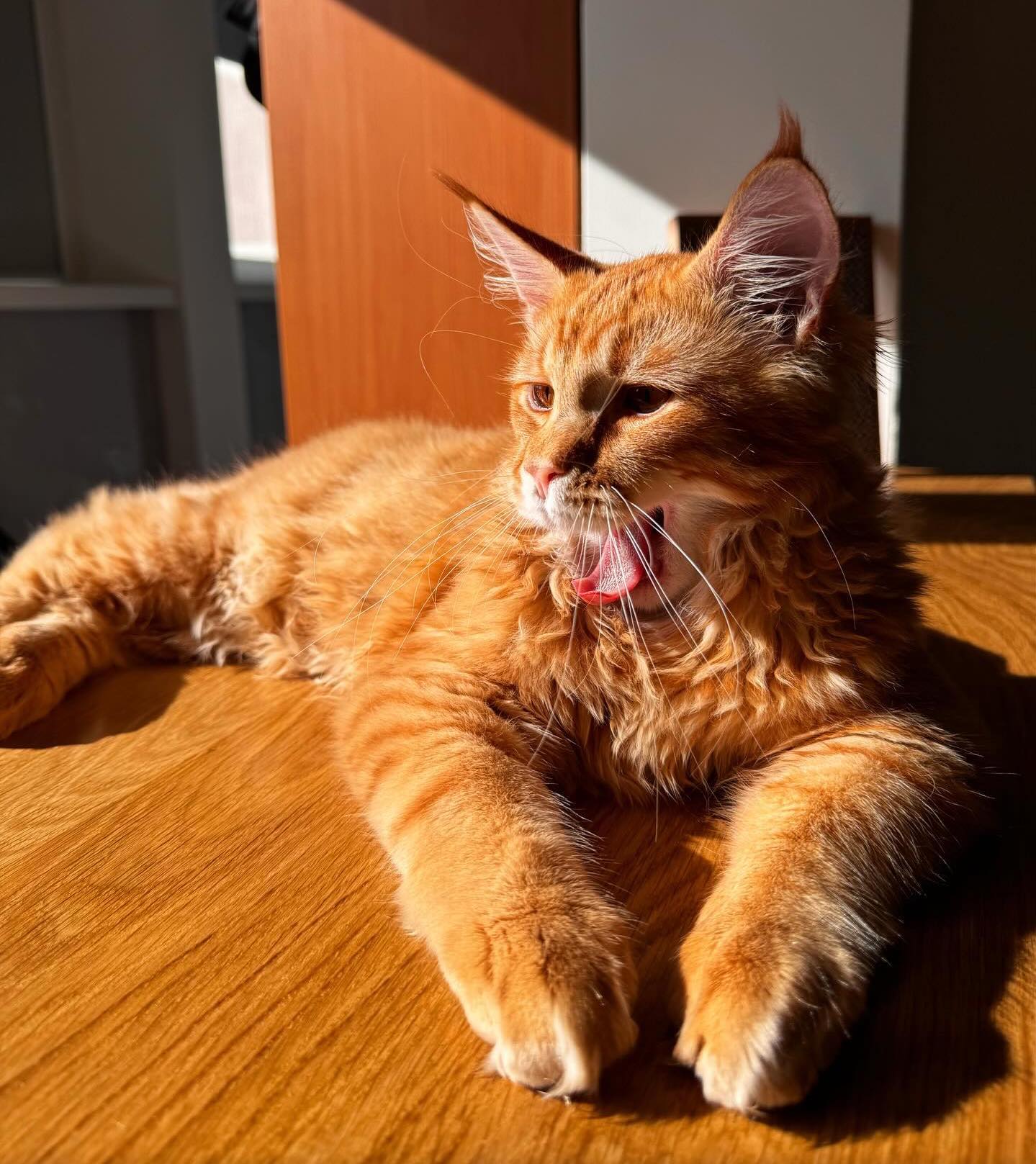 giant maine coon kitten