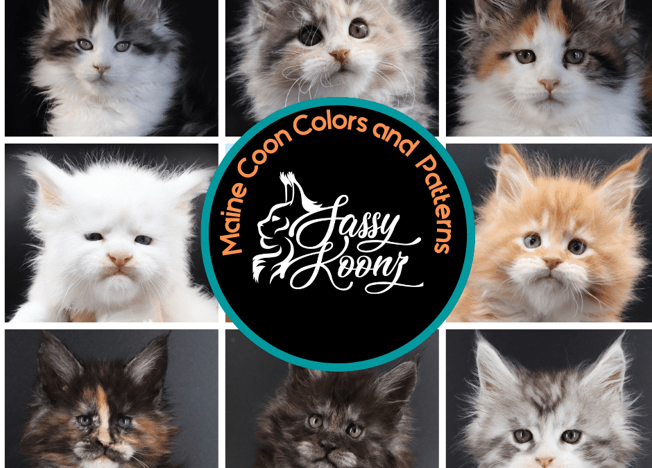 Maine Coon Colors and Patterns