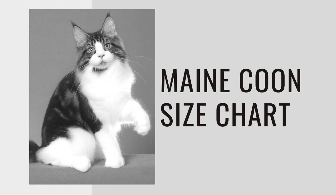 Maine Coon Size Chart – How Big is Too Big?