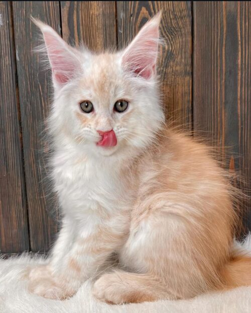 mainecoon kittens price