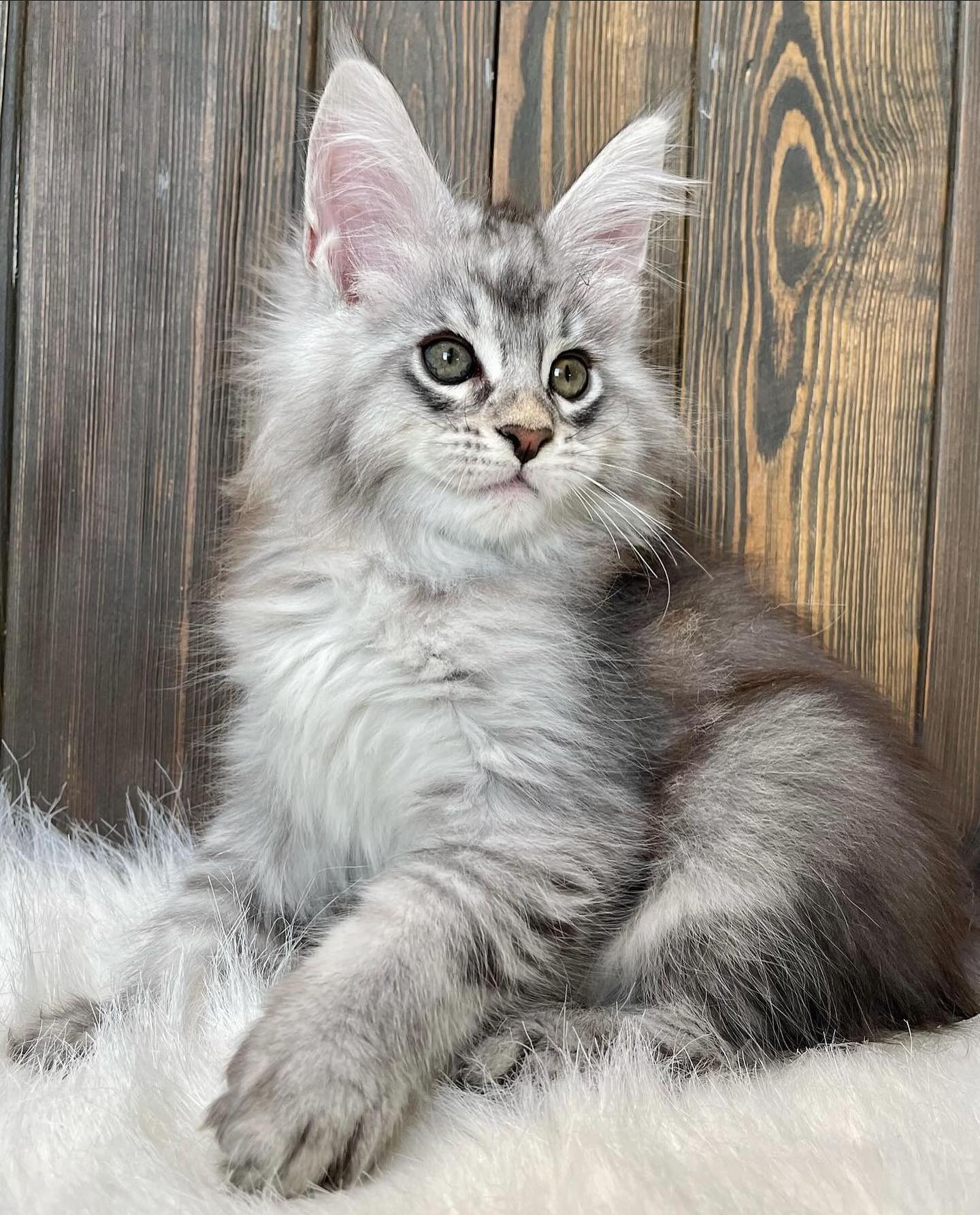 mainecoon kittens for adoption