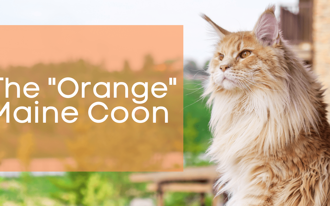 Orange Maine Coon